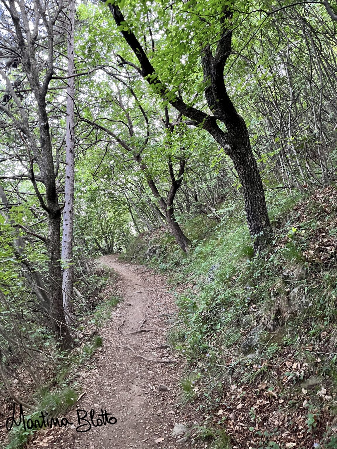 Sentiero sotto il bosco
