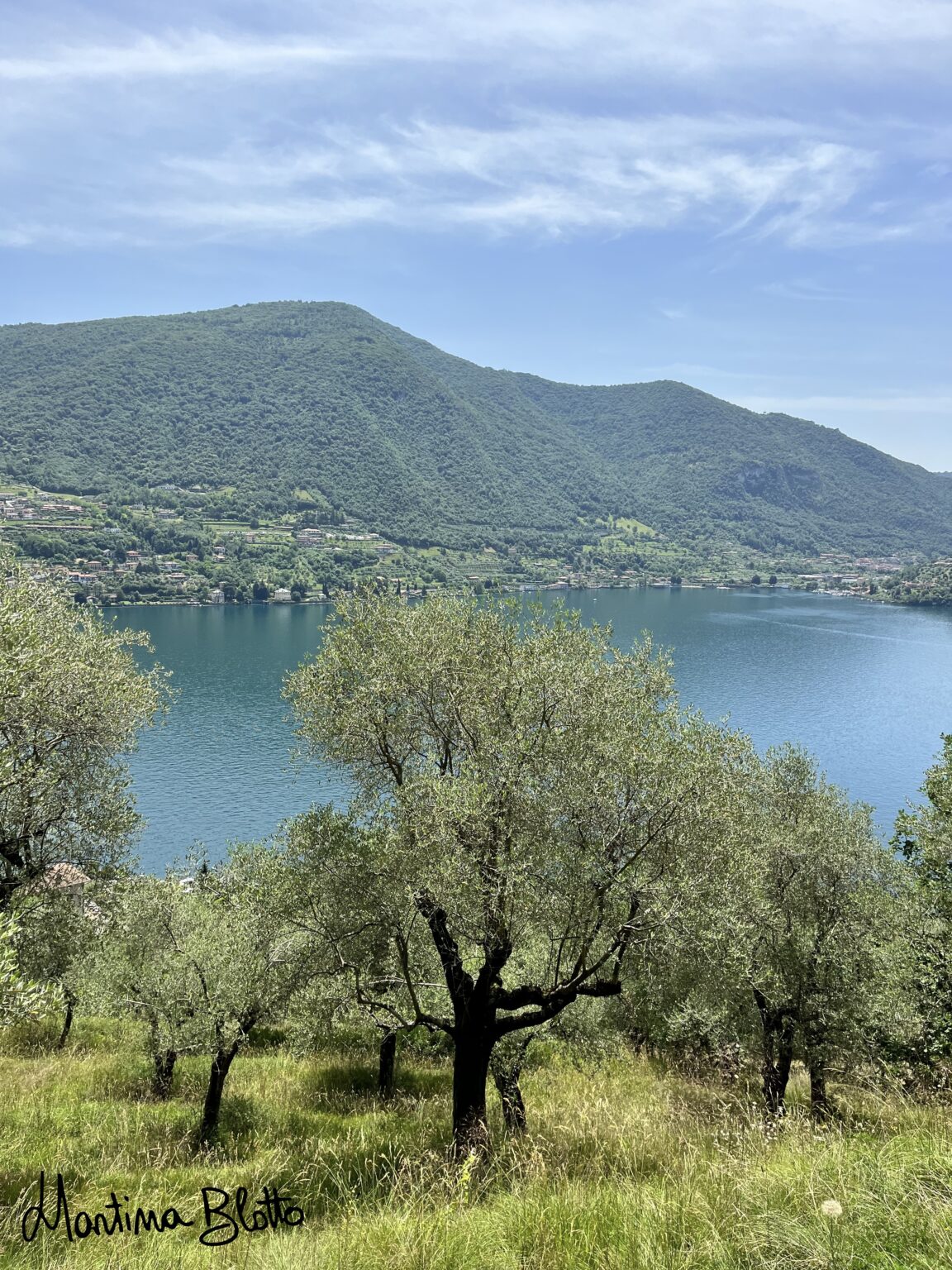 Ulivi