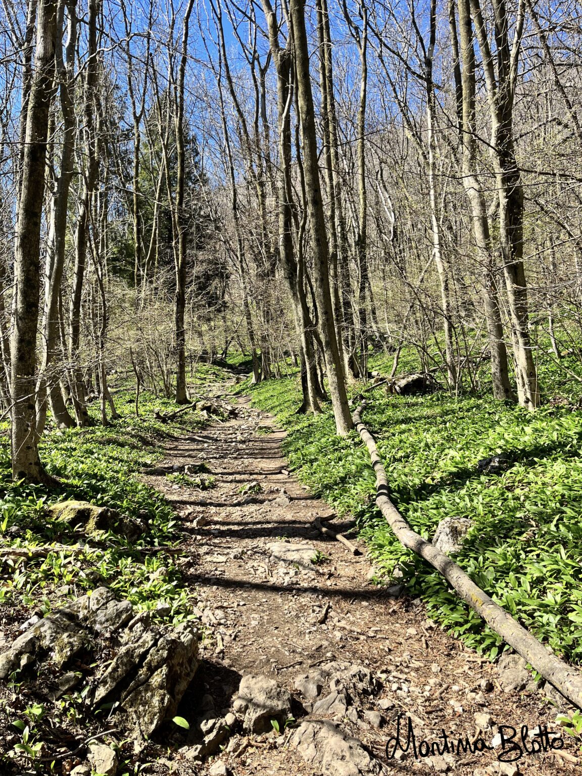 Sentiero sotto il bosco