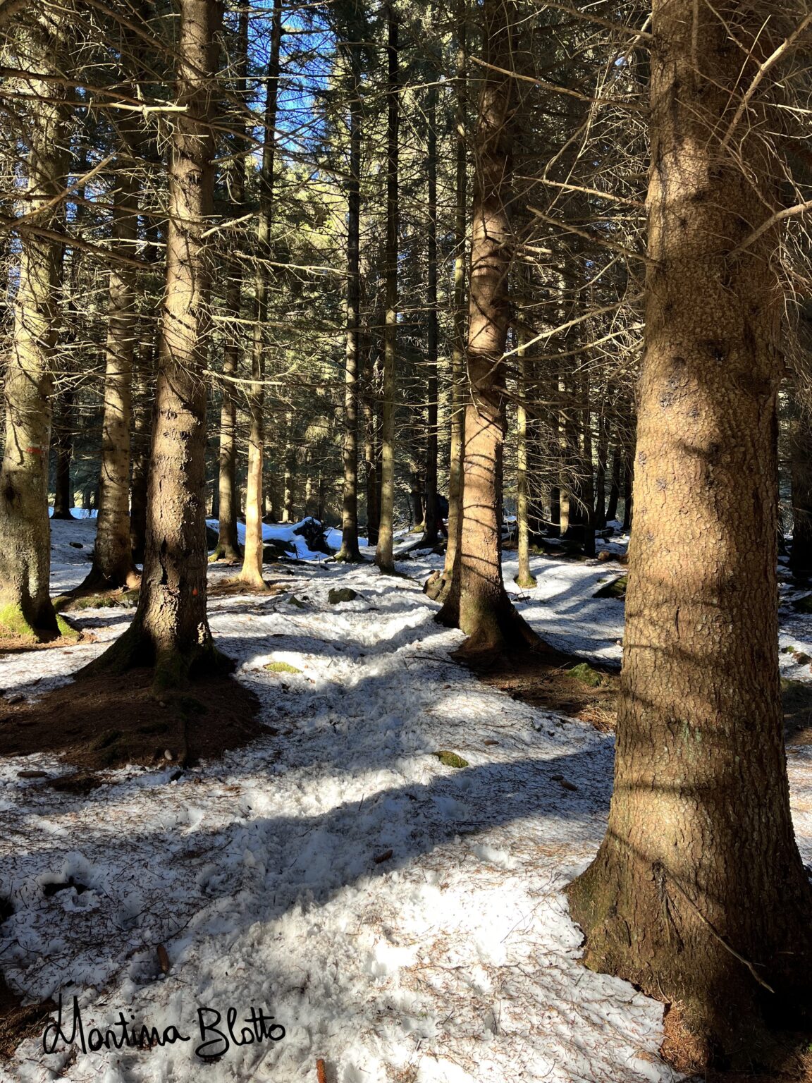 Sentiero nel bosco
