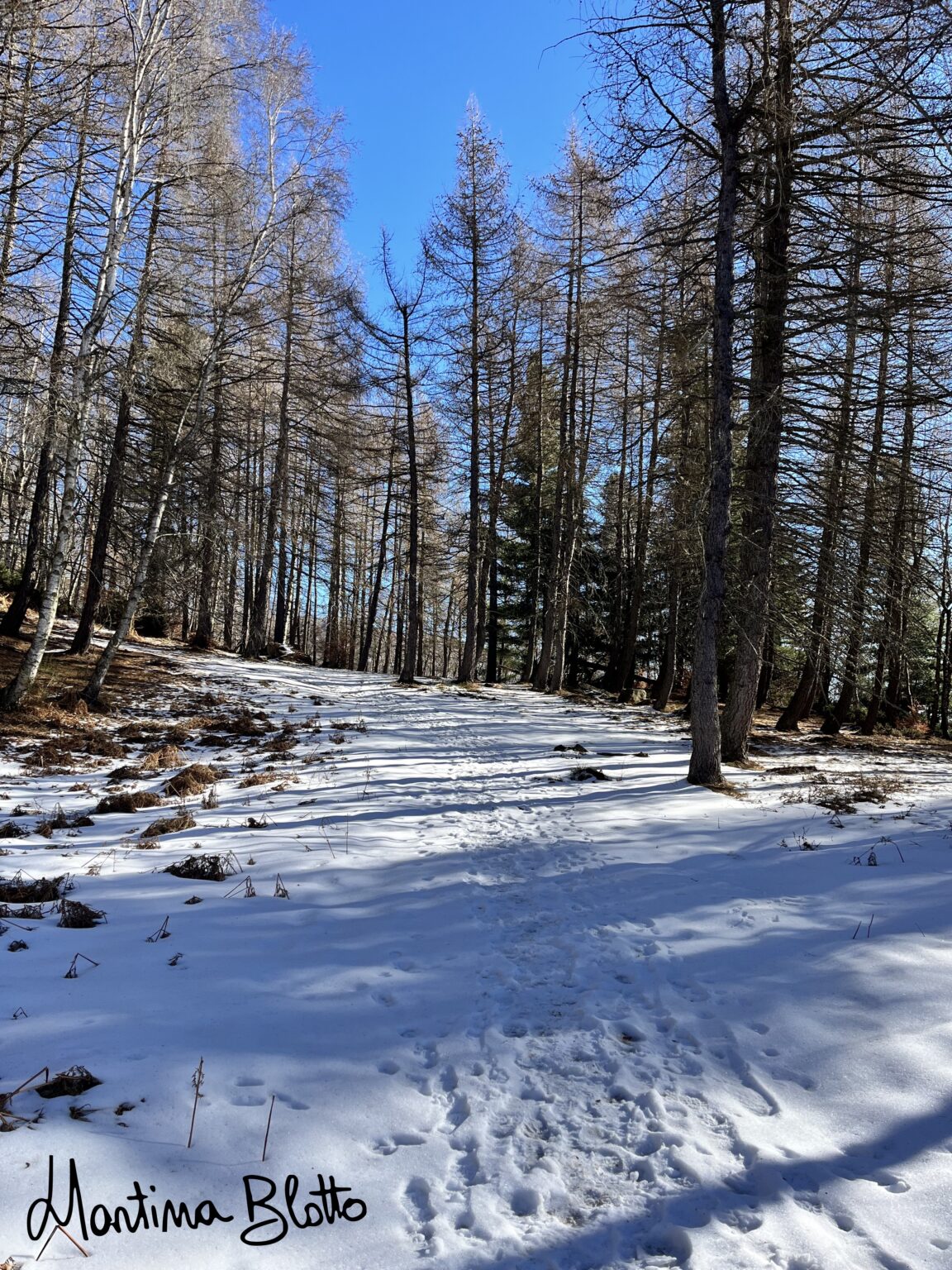 Sentiero nel bosco