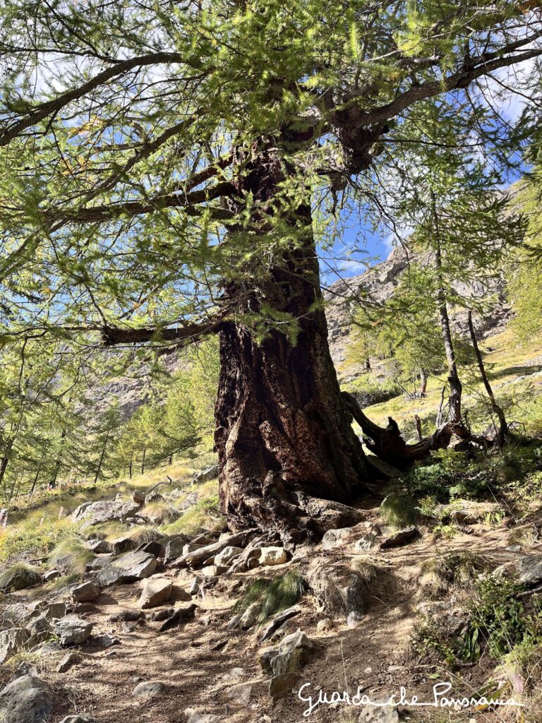 Larice di 500 anni