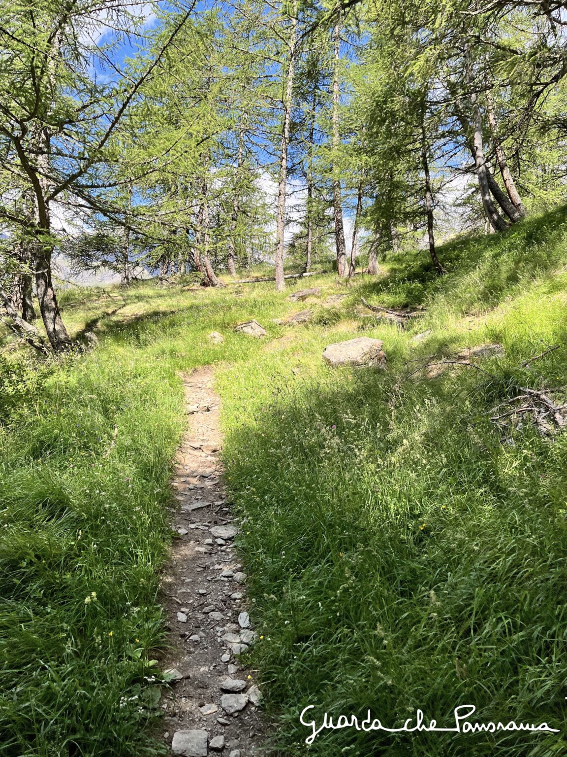 Sentiero che esce dal bosco
