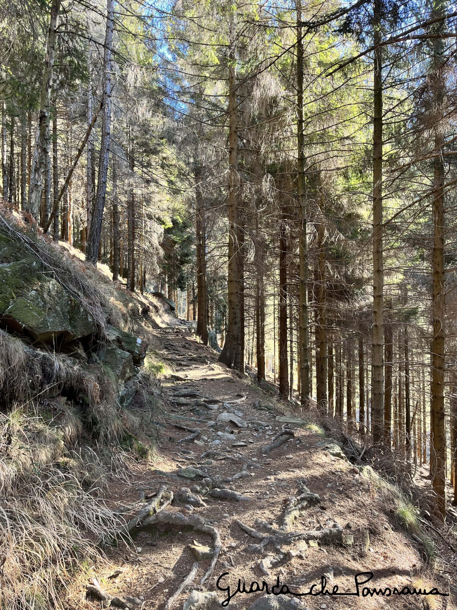 Sentiero sotto il bosco